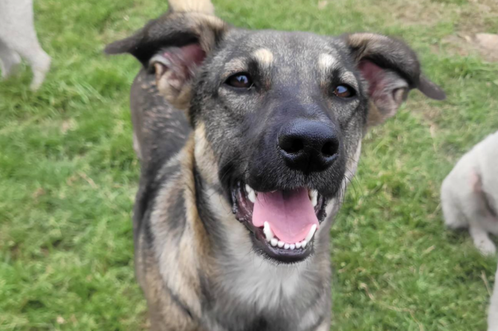 Plan para este domingo: festival de adopción y vacunación para perros y gatos