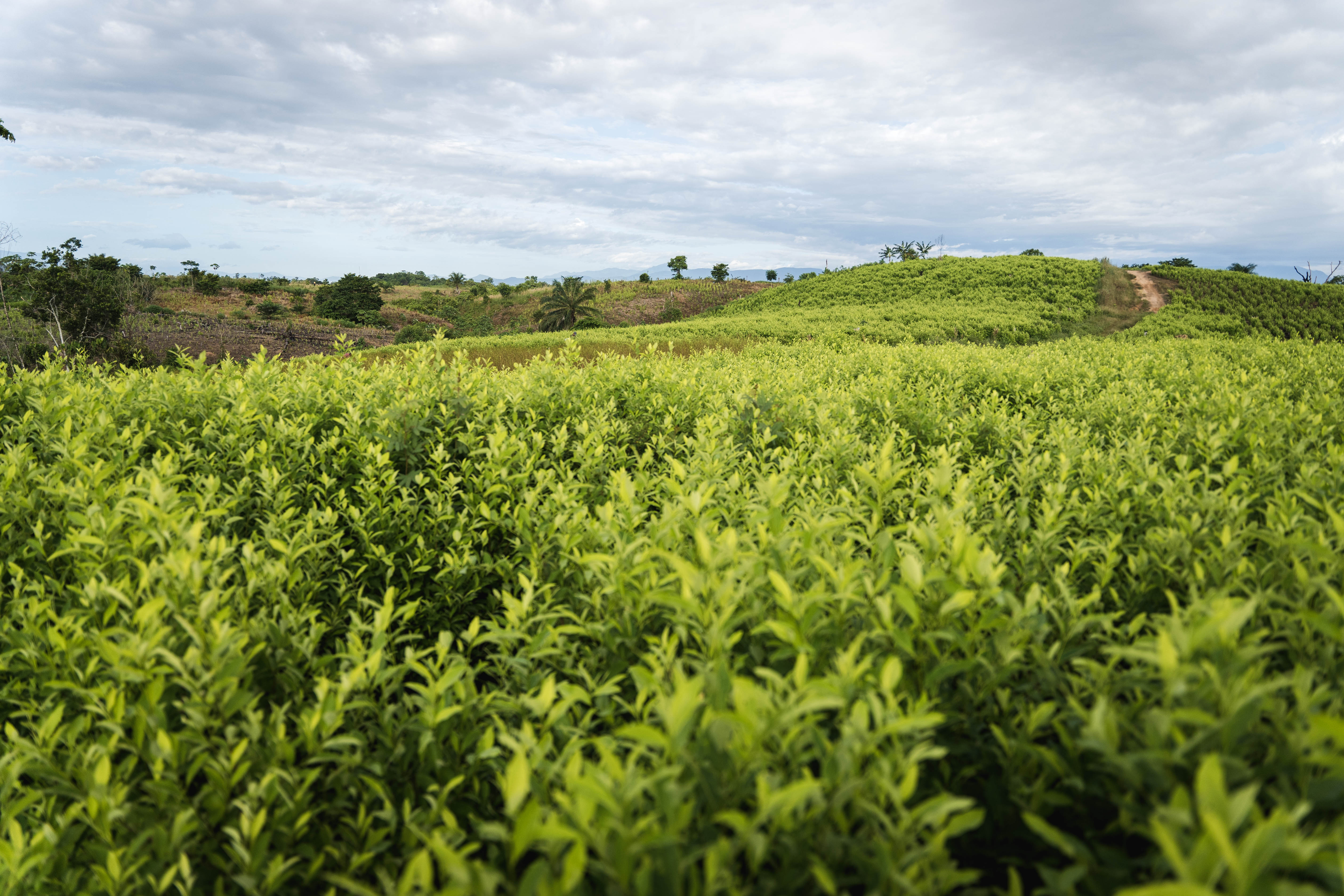 La coca, el elemento clave del Catatumbo para que la “paz total” sea posible