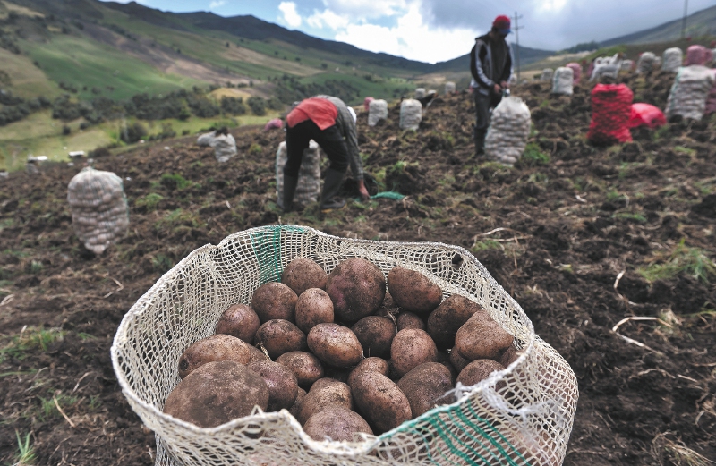 Convocatoria para proyectos de pequeños productores campesinos