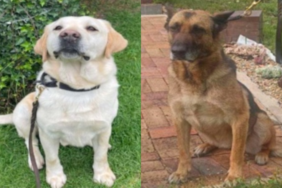 Tome nota: así puede adoptar a un perro retirado de la Policía en Bogotá