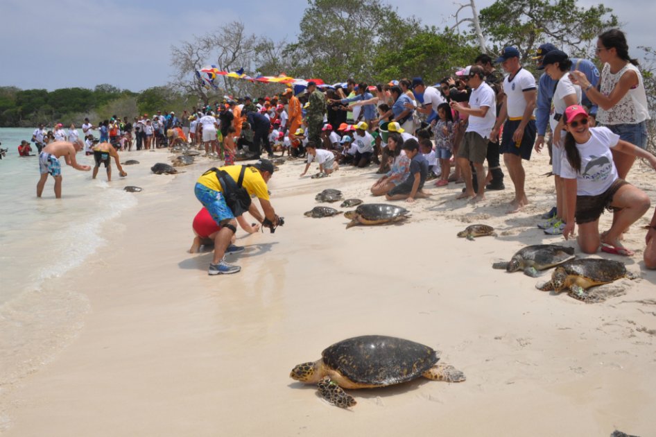 Liberadas 33 tortugas marinas en el parque Los Corales del Rosario en el Caribe