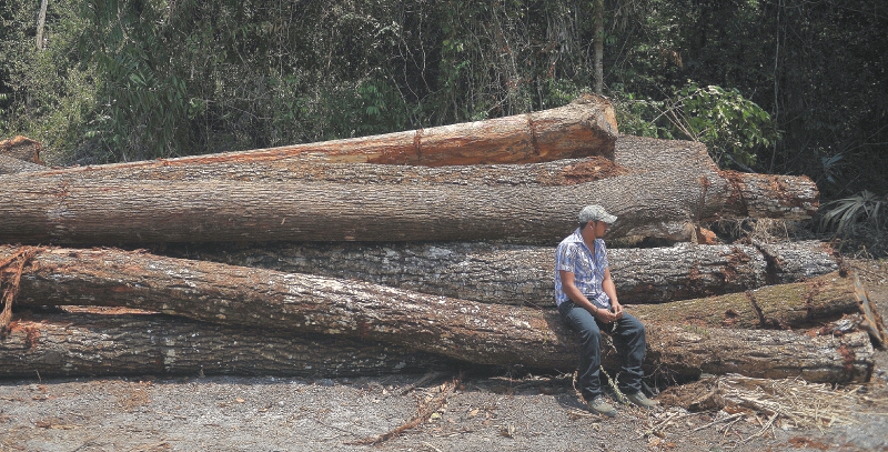 La lección de un bosque que produce US$6 millones