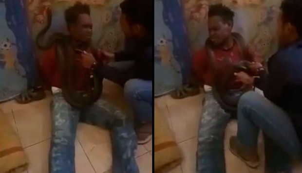 Policía de Indonesia usa una serpiente para interrogar a un sospechoso