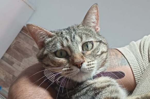 Gata busca nuevo hogar tras drástica decisión de su familia