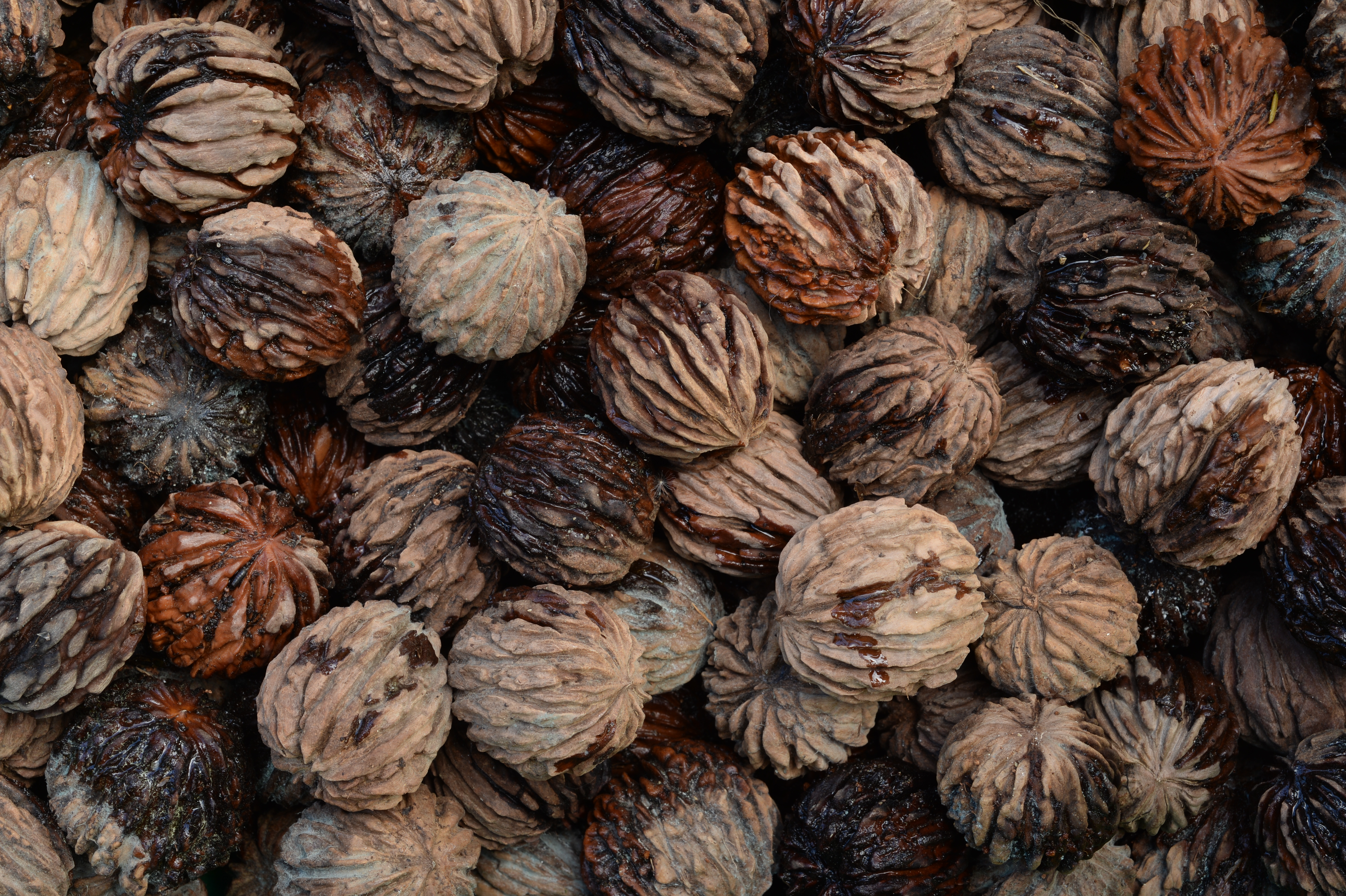 Así son las semillas del cedro negro o nogal.