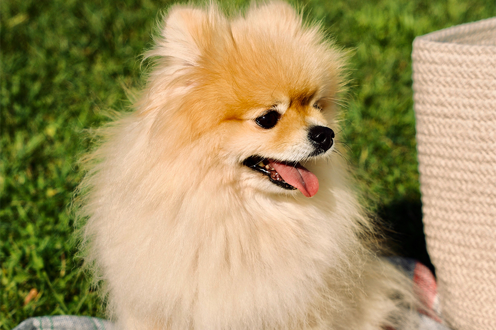 10 razas de perros pequeños que se volvieron populares