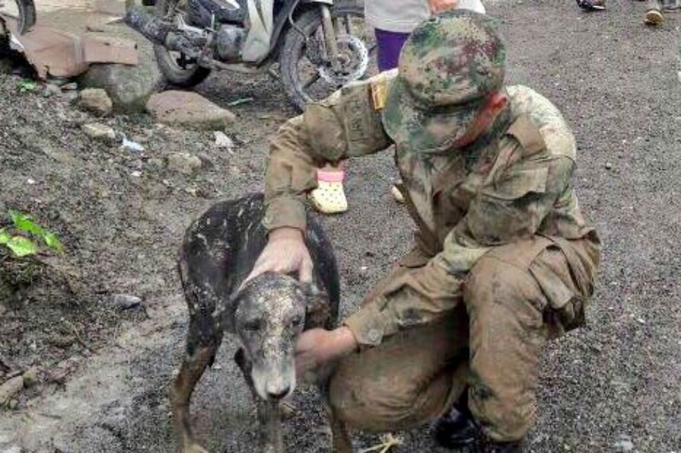 Perritos de Mocoa, los otros afectados que pocos han atendido