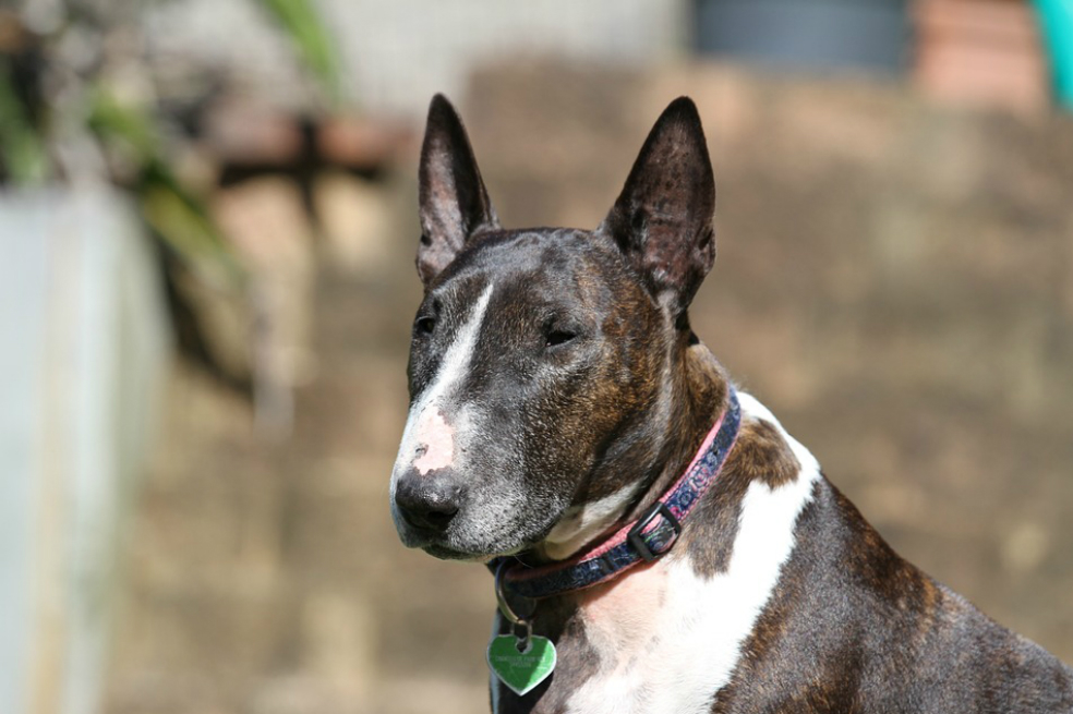 Dueños de perros considerados potencialmente peligrosos marcharán en Bogotá