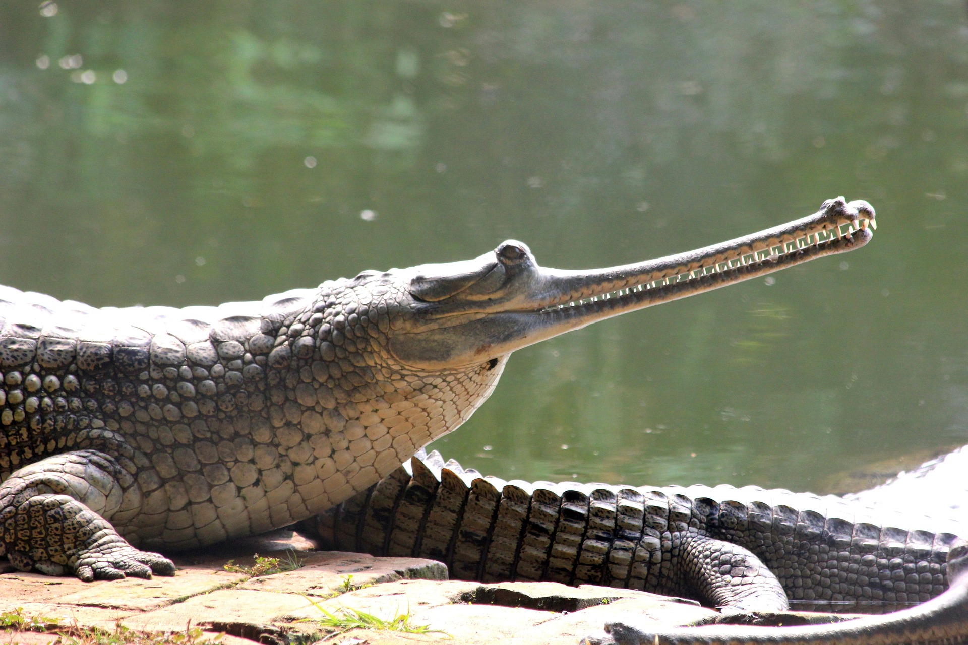 Este reptil, conocido por su hocico delgado, basa su alimentación en peces.