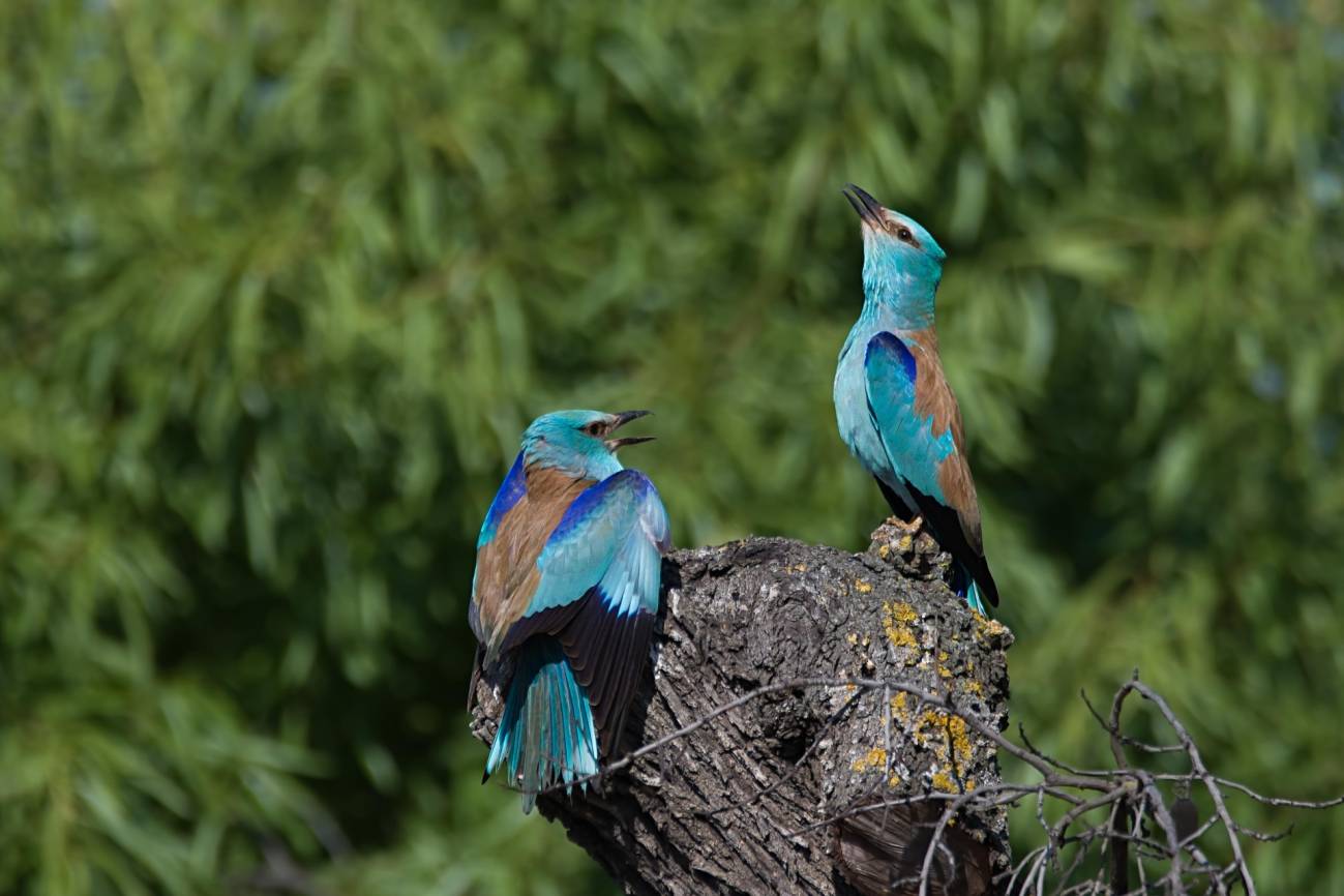 Las poblaciones de aves se desploman en Europa y los científicos ya saben la razón