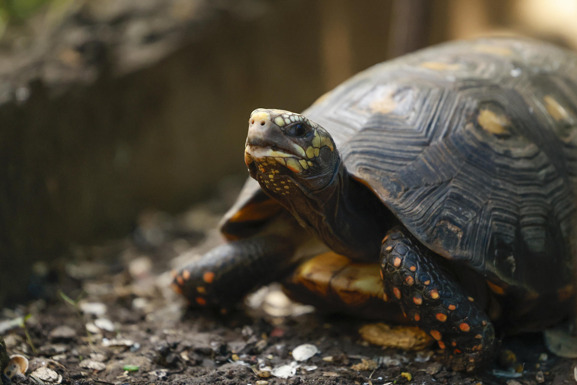 ¿Las tortugas también tienen estados de ánimo? Un estudio sugiere que sí