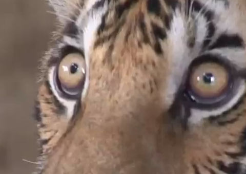 Encuentran seis tigres en la azotea de un edificio en Tailandia