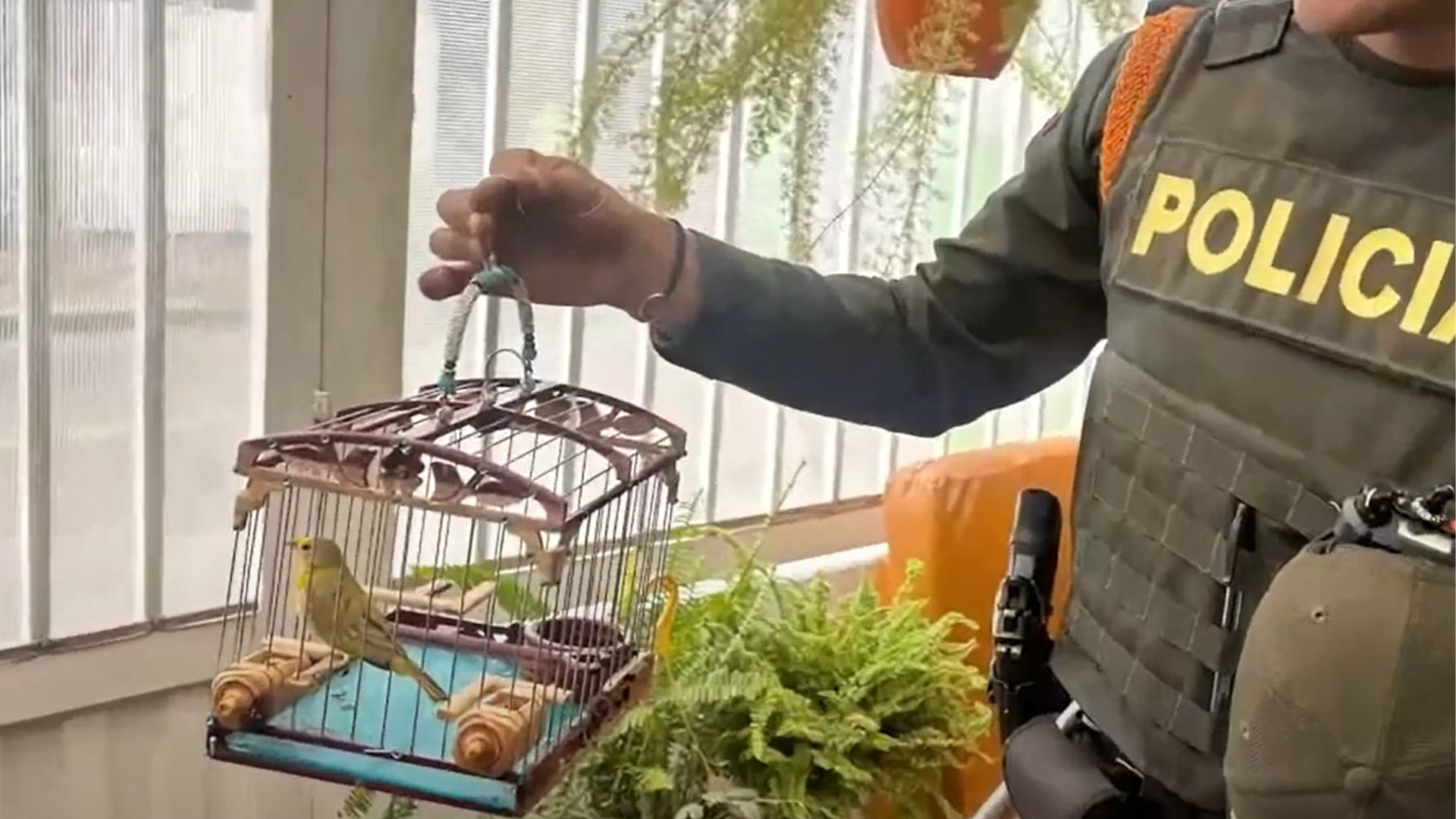 En Bogotá, se capturó a siete personas por tráfico de fauna y flora: conozca más