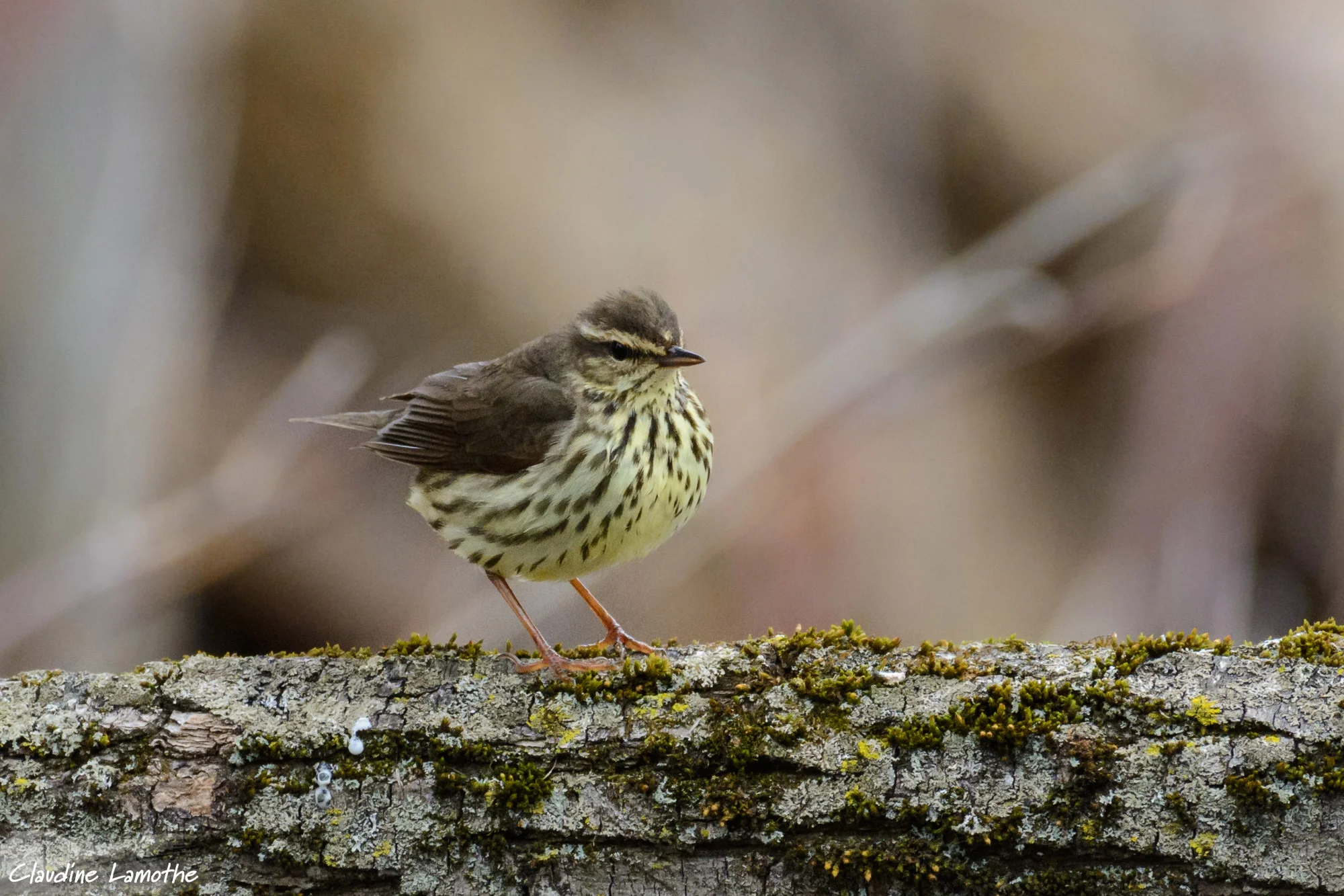 Las claves que nos dan las aves migratorias para proteger los ecosistemas
