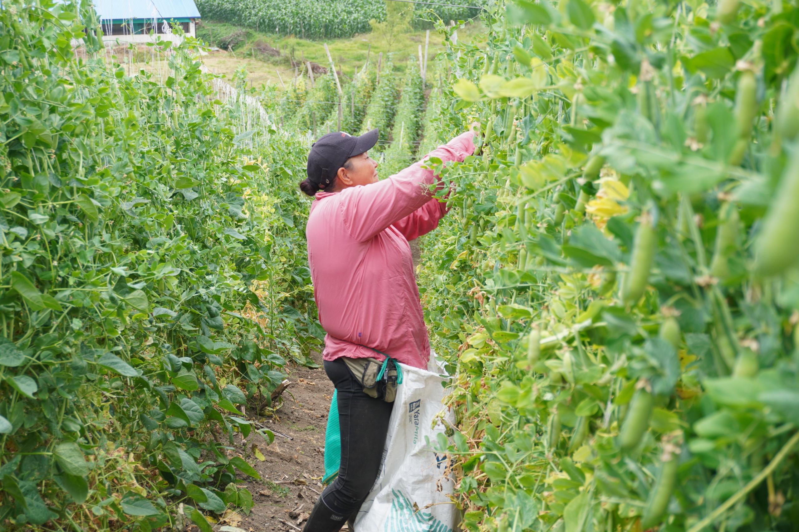 Nuevo decreto reduce a 0 % el arancel de fertilizantes y otros insumos agrícolas
