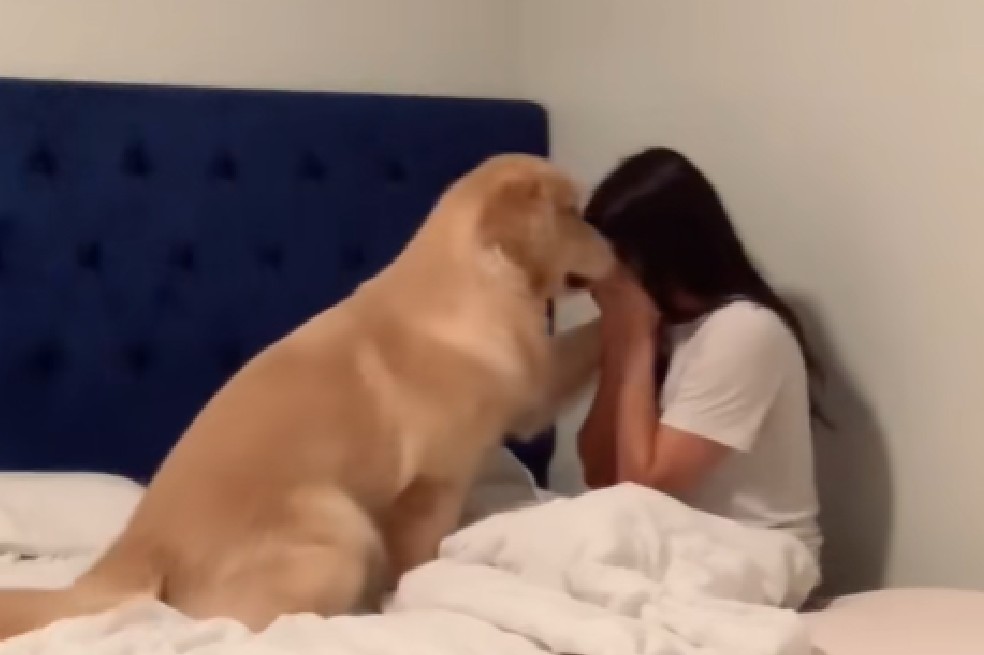 Golden retriever ve llorar a su dueña y se vuelve viral por cómo reacciona (video)