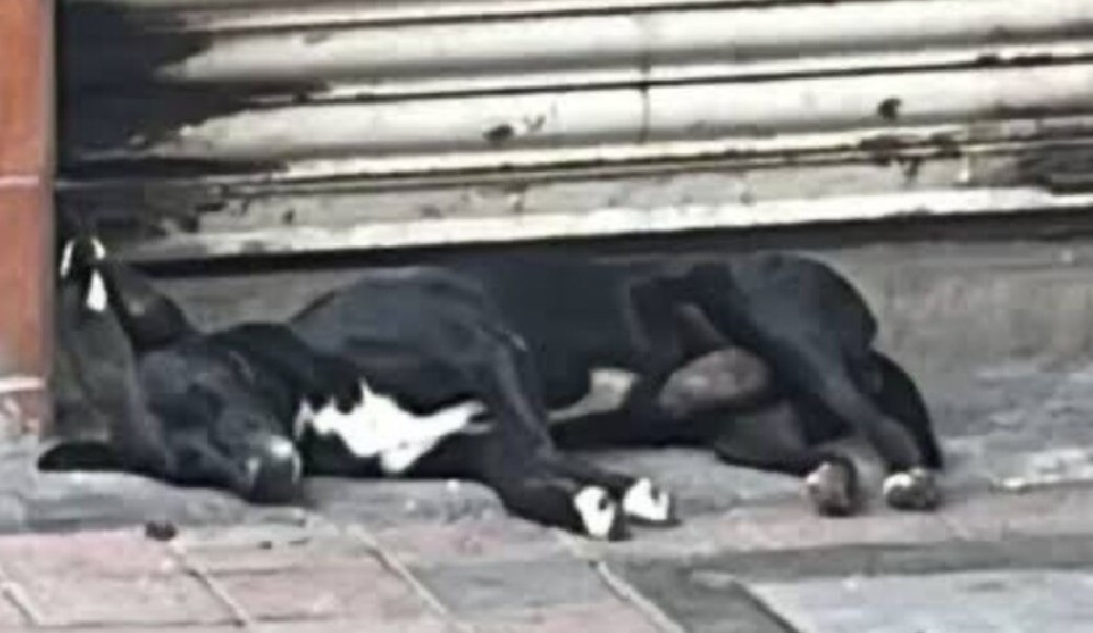 Hachi en la vida real: perro esperó tres días en el local donde mataron a su dueño