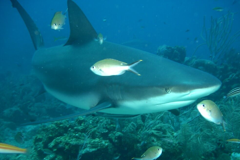 Revelan el número de especies de tiburones y rayas que tiene Colombia