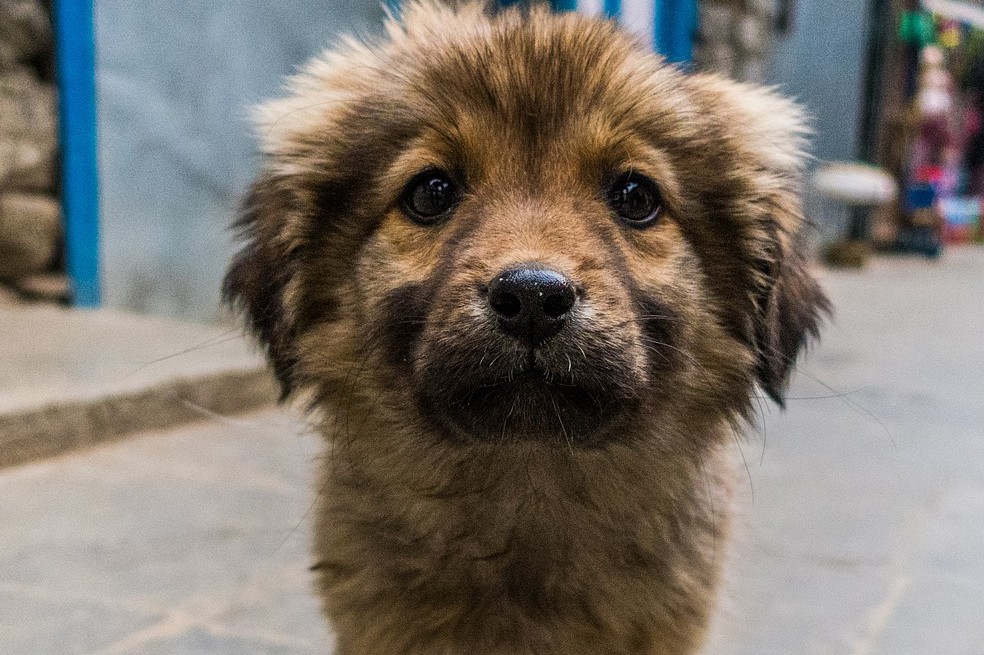 los perros prefieren vivir con otro perro