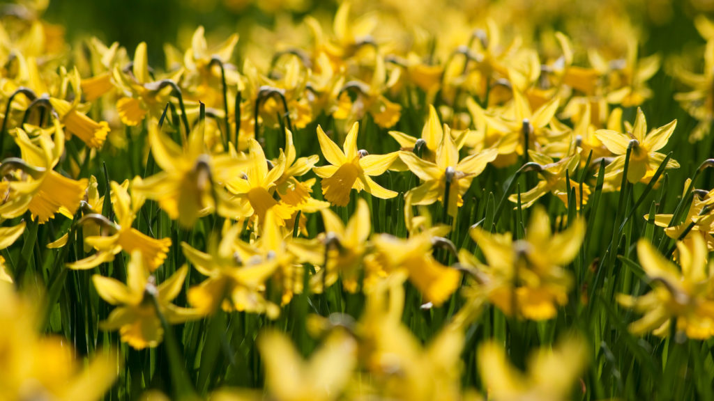 En St James’s Park, la llegada de la primavera se anuncia con la floración de miles de narcisos amarillos que llenan de color uno de los parques reales más antiguos de Londres. Con vistas cercanas al Buckingham Palace y la Abadía de Westminster, este espacio de 23 hectáreas combina jardines, un lago habitado por pelícanos y senderos rodeados de vegetación, convirtiéndose en uno de los lugares más encantadores para disfrutar de la temporada en la ciudad.