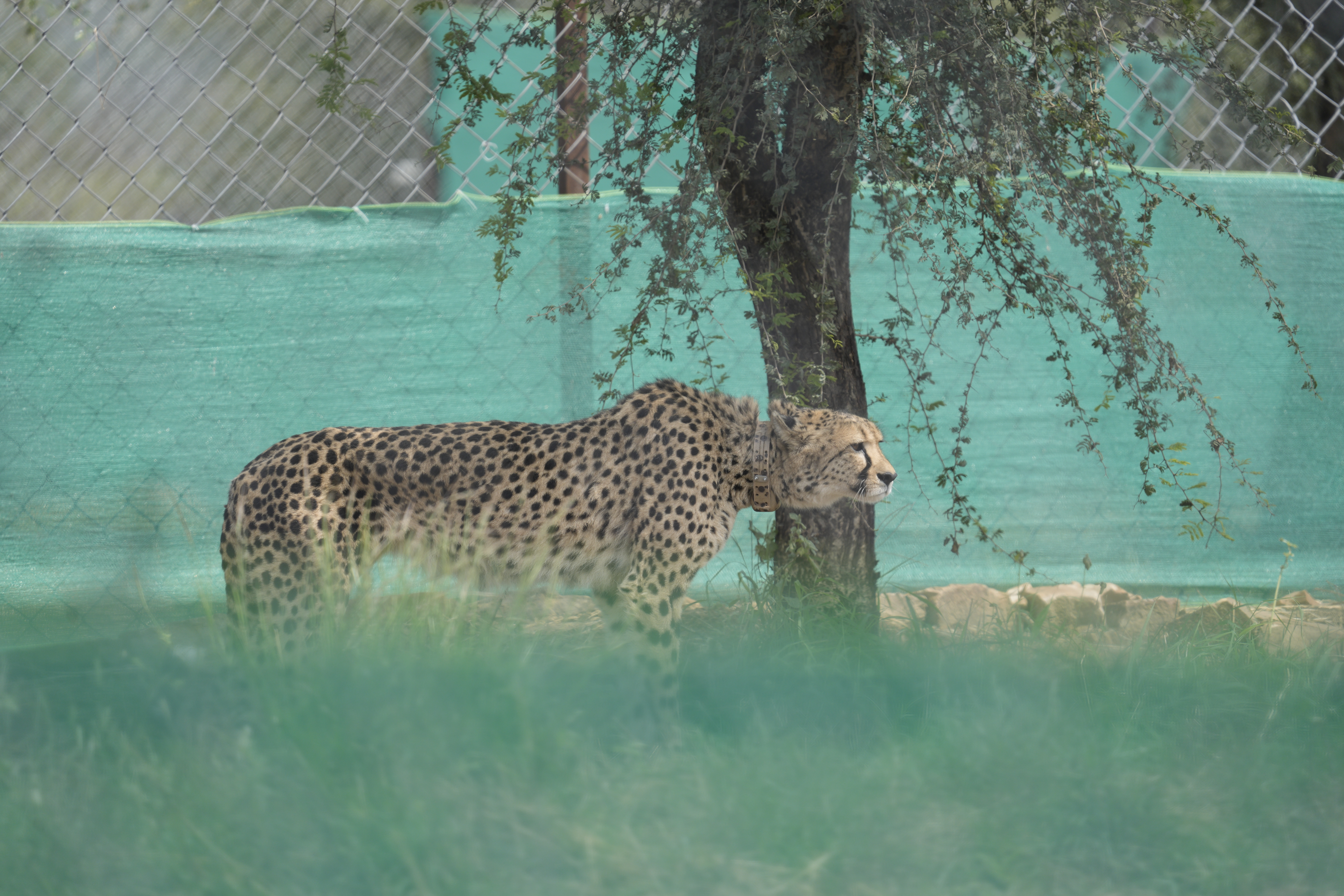 Aterrizan 12 guepardos en la India para recuperar la especie en su territorio