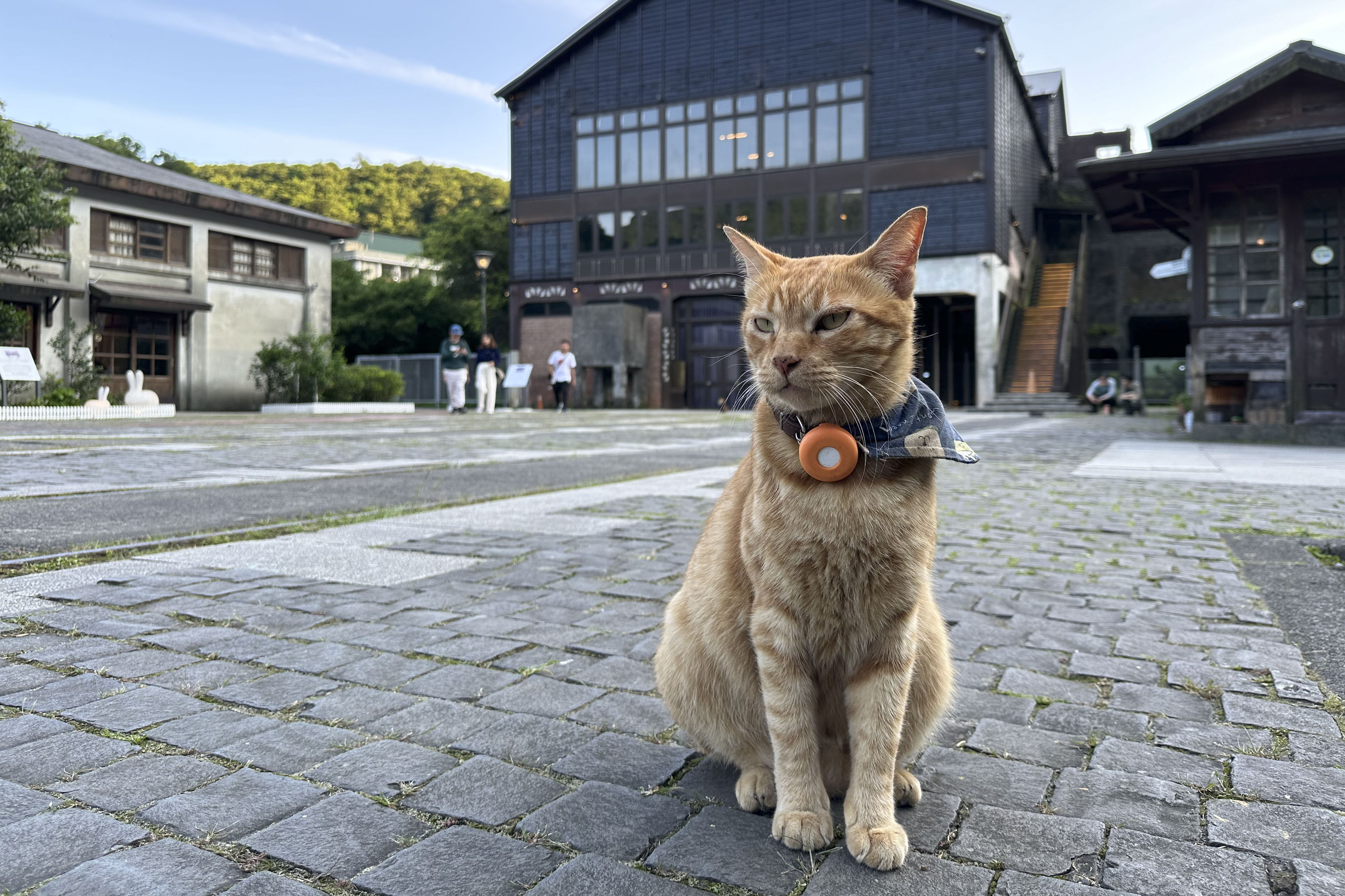 Houtong, el lugar de peregrinación para los amantes de los gatos