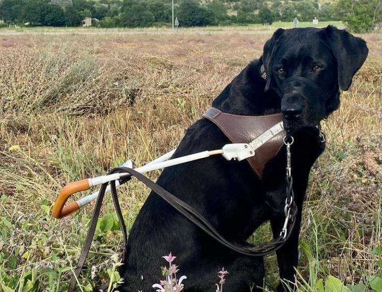 Miss Ingrid, la perrita que hizo historia en los Globos de Oro