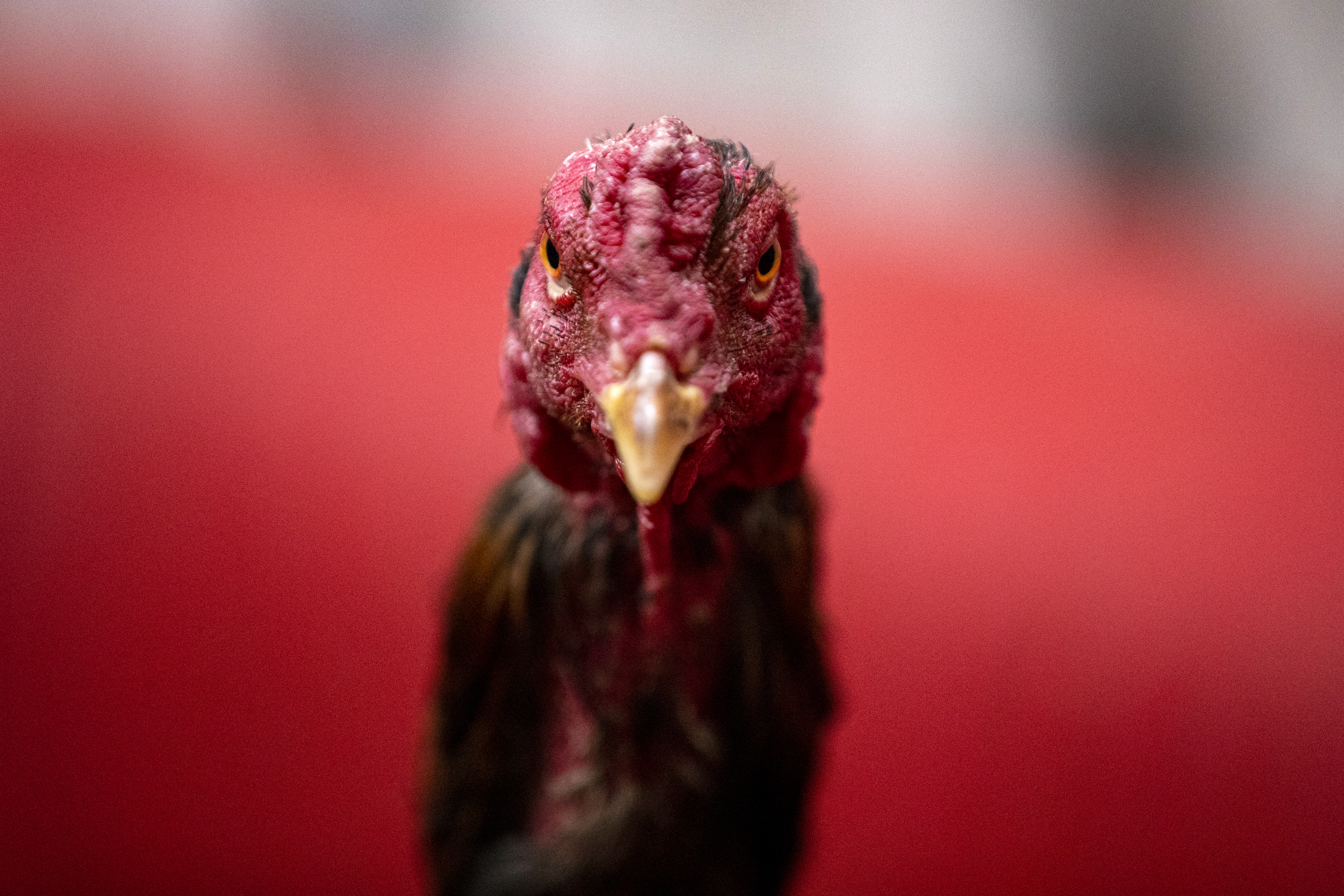 Fotos: a pesar de que el islam las prohíbe, las peleas de gallos continúan en Irak