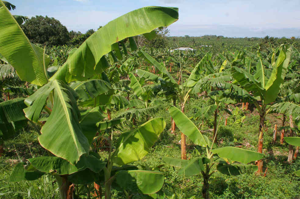 Alerta en bananeros de La Guajira ante posible presencia de plaga en cultivos