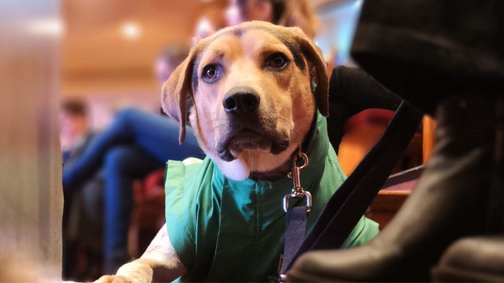 ¡Por primera vez! Formación ética y jurídica para la protección animal en Bogotá