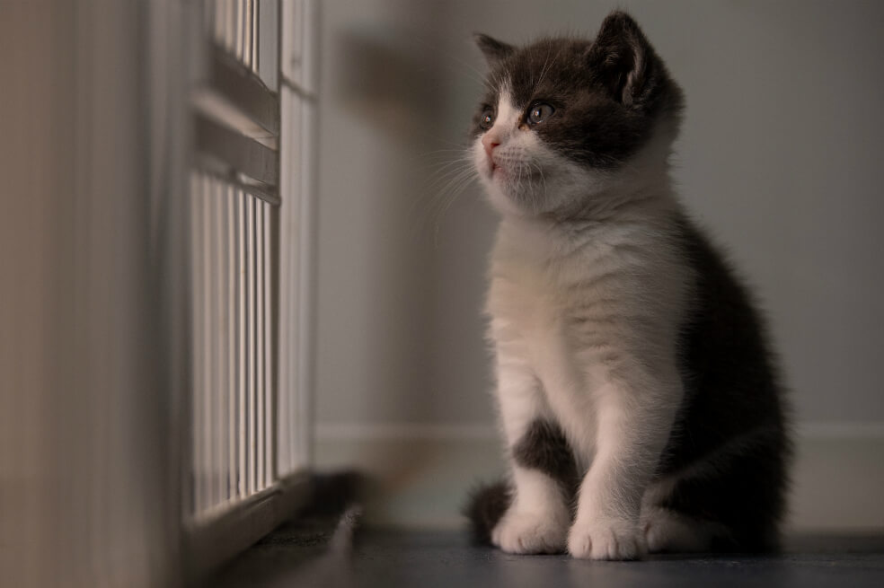 China consigue clonar a su primer gato
