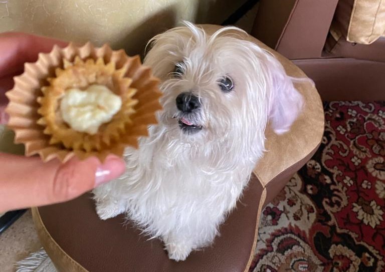 El emprendimiento nació luego de que una de las fundadoras estudiara sobre la alimentación de las mascotas.