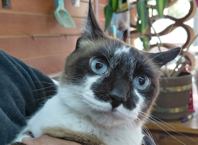 Devuelven a un gato por “llorar mucho” y ahora le buscan un hogar definitivo