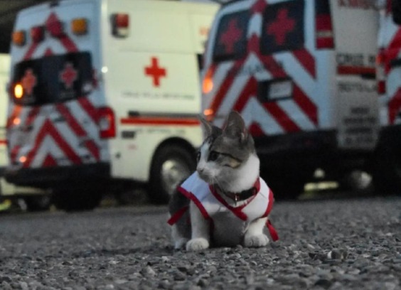 Urgencio, el gatito que vivía en la calle y ahora es “voluntario” de la Cruz Roja