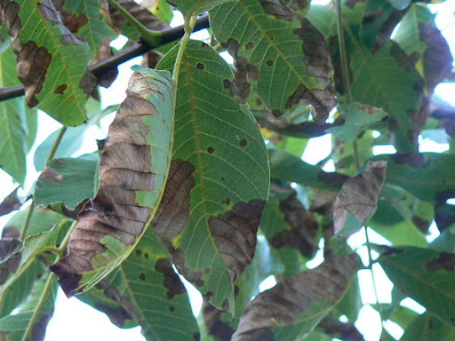 Las prácticas comunes de mantener plantas en interiores en Colombia, a menudo en condiciones de alta humedad y poca ventilación, proporcionan un ambiente ideal para la enfermedad.