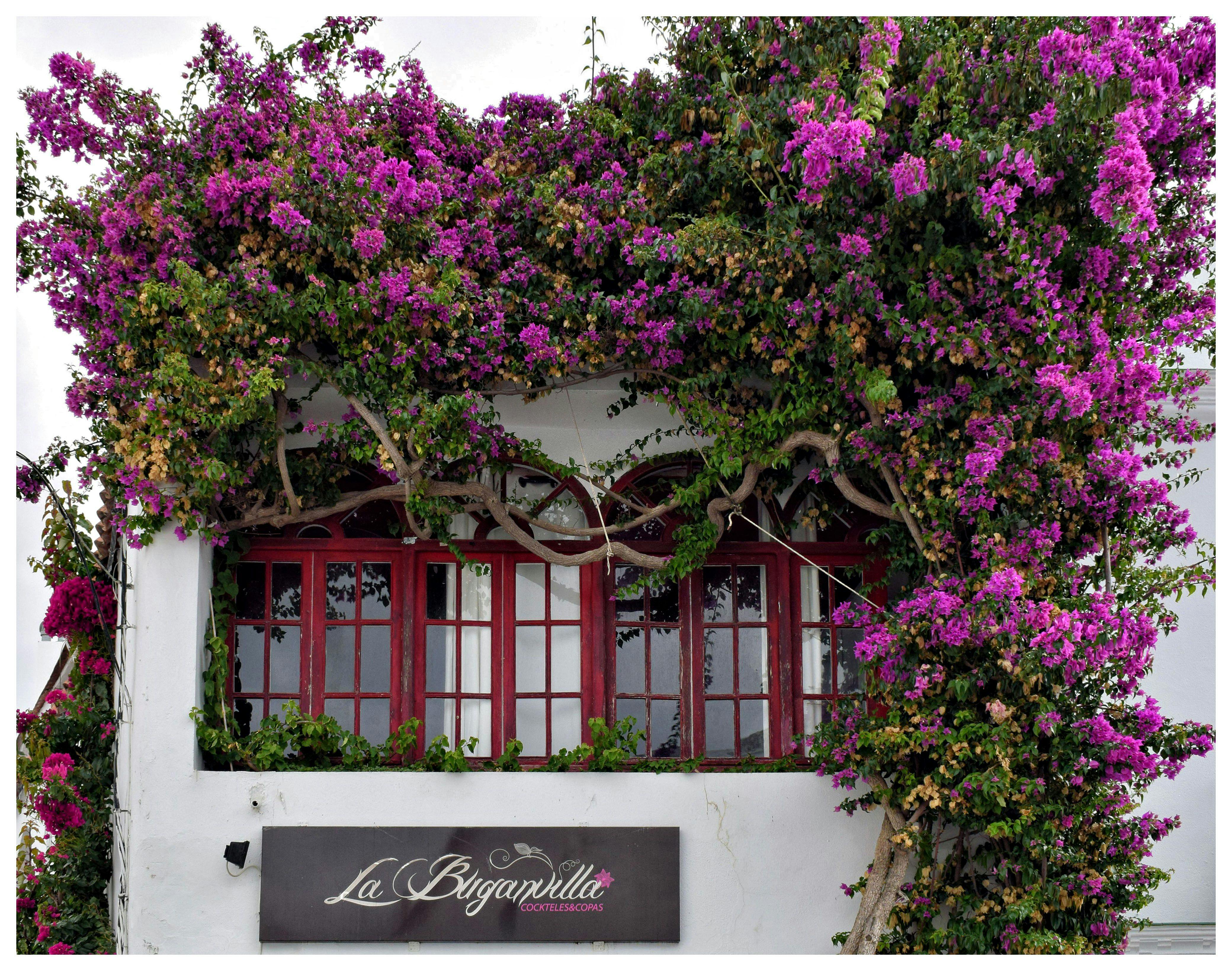 El género Bougainvillea, conocido como buganvilla o veranera, agrupa plantas ornamentales trepadoras originarias de América del Sur, muy valoradas por sus coloridas brácteas que rodean pequeñas flores blancas. Pueden crecer como arbustos o enredaderas de hasta 12 metros y se adaptan bien a climas tropicales y subtropicales. Son resistentes a la sequía y de fácil mantenimiento, siempre que reciban abundante sol, riego moderado y suelos bien drenados; además, requieren poda y soporte para guiar su crecimiento, y protección frente a heladas y plagas para mantener su floración intensa.