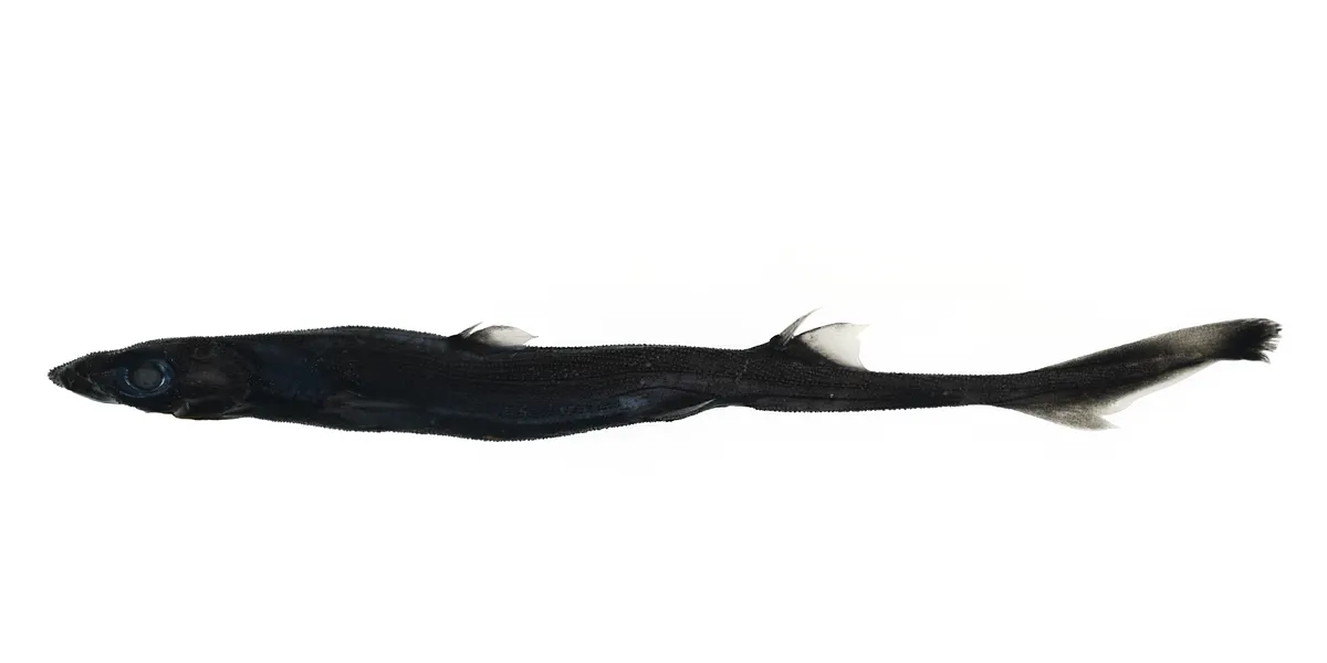 El primero de los descubrimientos corresponde al tiburón linterna del oeste australiano (Etmopterus westraliensis), una nueva especie del grupo conocido como “tiburones linterna”, célebres por su capacidad para emitir luz bioluminiscente gracias a unos órganos especiales llamados fotóforos.