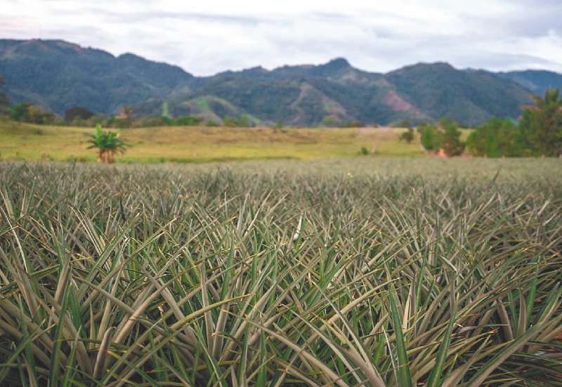 El cultivo de piña ha sido una de las principales apuestas de reincorporación en Agua Bonita.