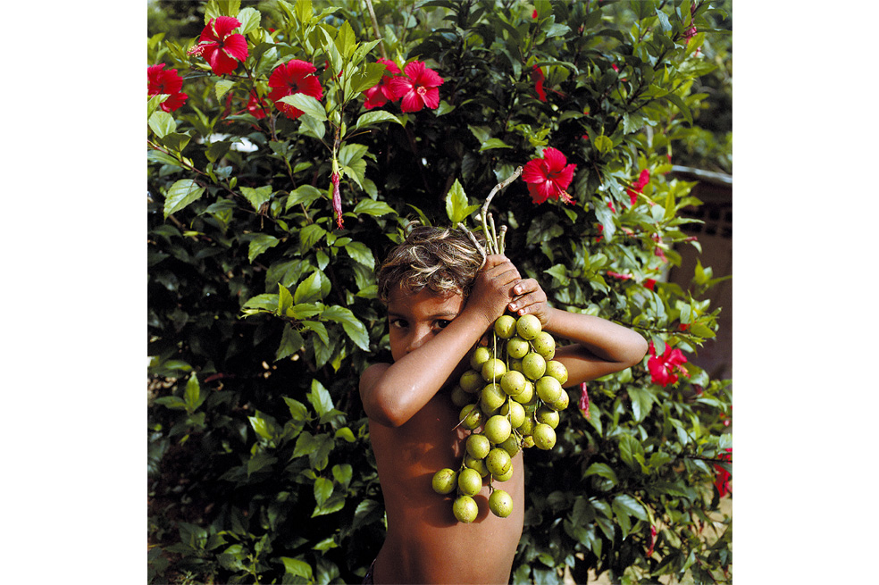 Temporada de mangos