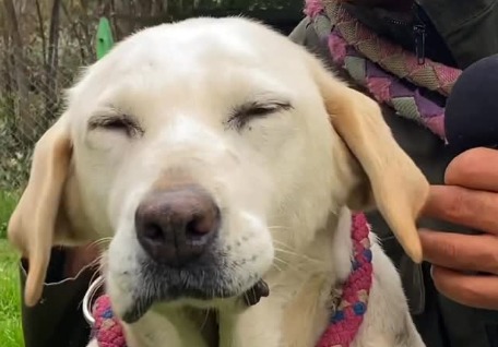 Samy, la perrita que en cuatro años solo ha recibido una solicitud de adopción