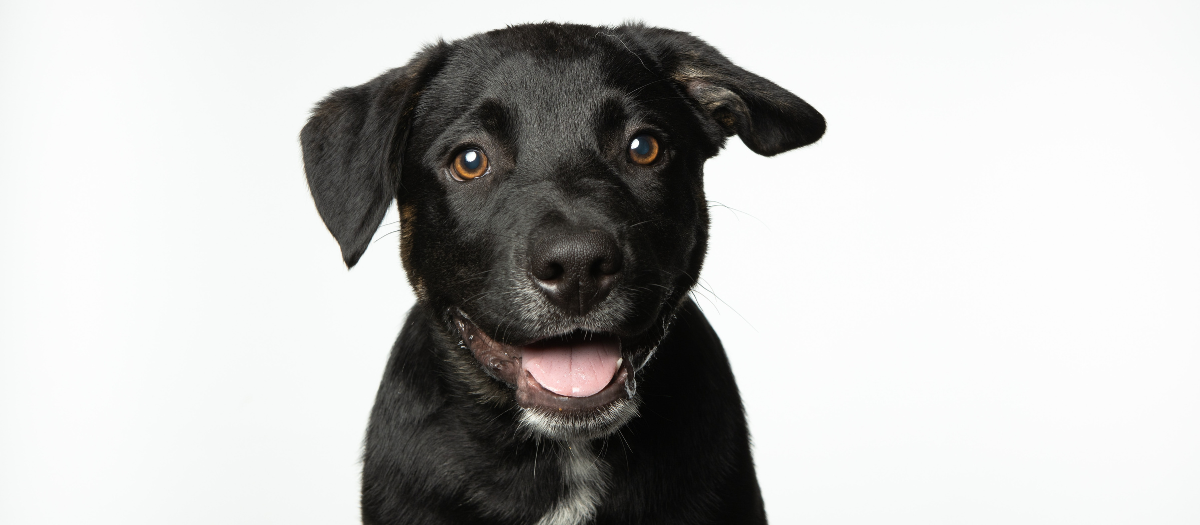 Uruguay superó los 100.000 animales de compañía identificados con microchip