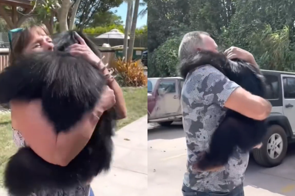 En video: chimpancé se reencuentra con las personas que salvaron su vida