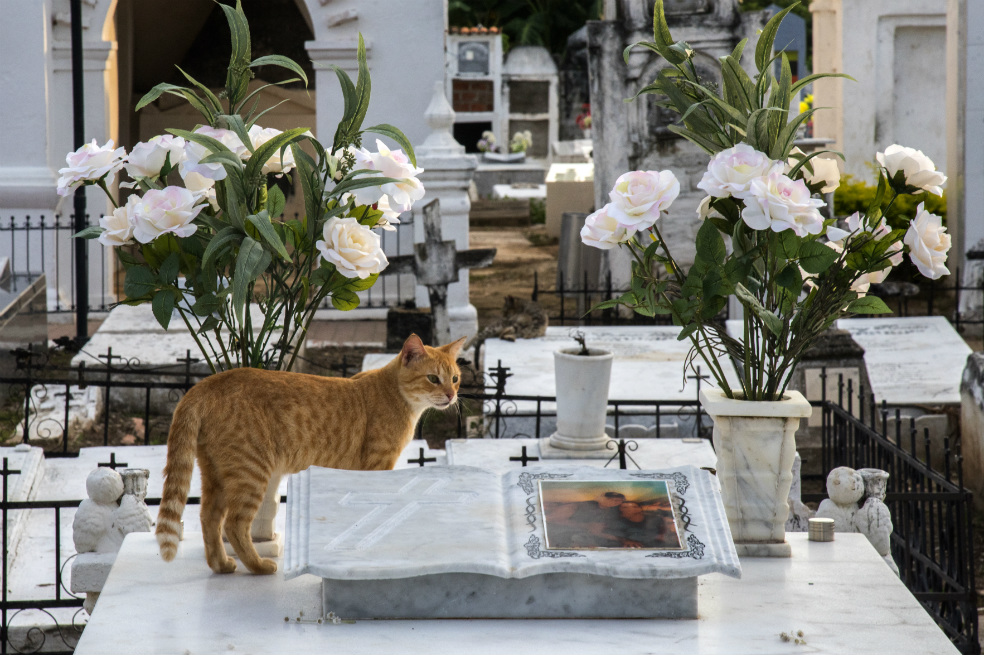 ¿Pacto con el diablo? Gatos cuidan tumbas en pueblo que inspiró a Gabo