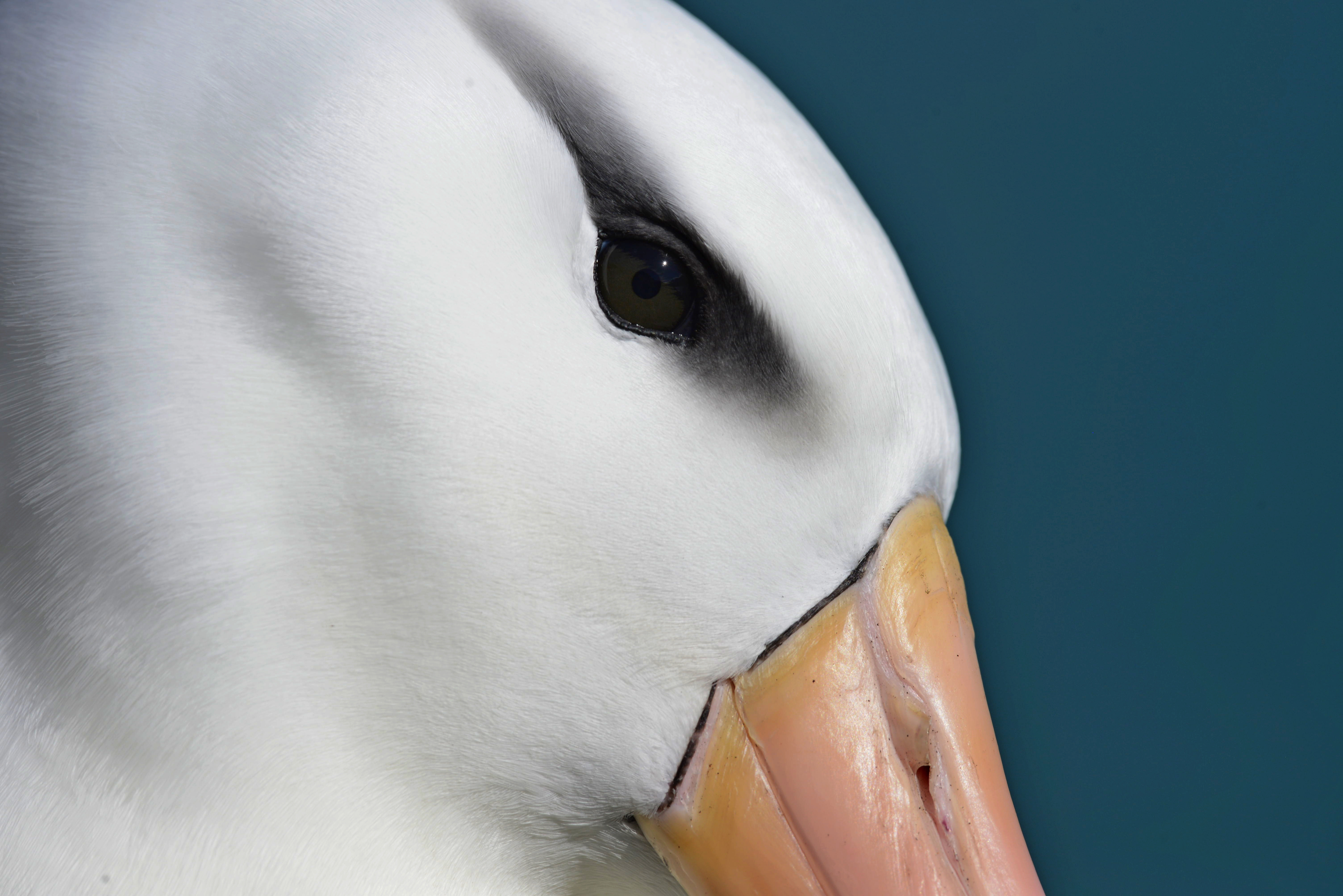 Ganador de la categoría plantas para aves.