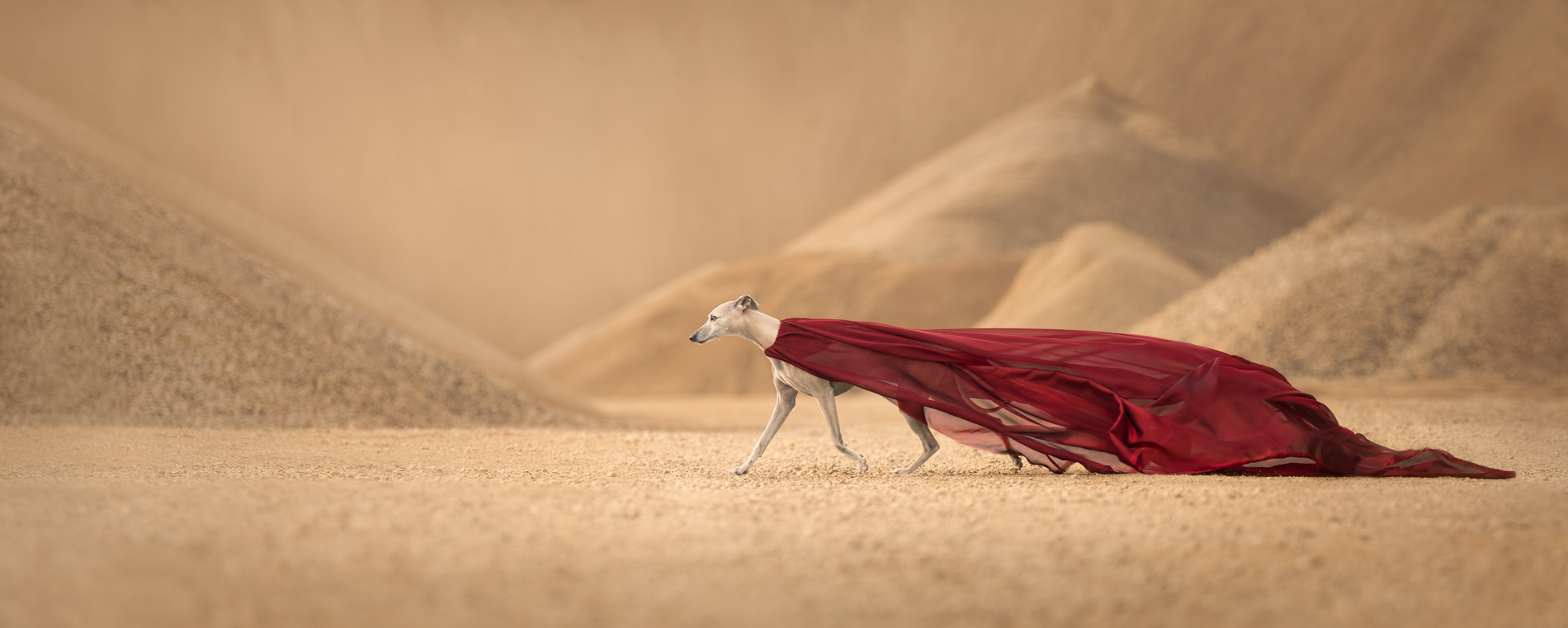 El primer lugar en la categoría de Acción fue para Regina Jensen con esta fotografía de un perro “moviéndose en el tiempo”.