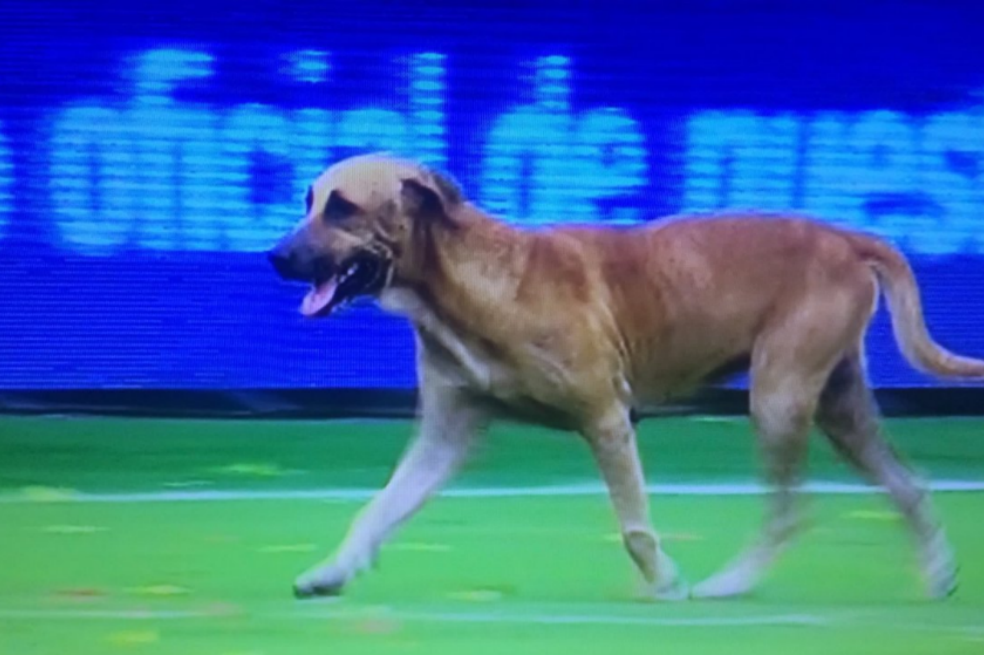 El curioso momento que se vivió en el partido Colombia vs. Brasil y algunos no vieron