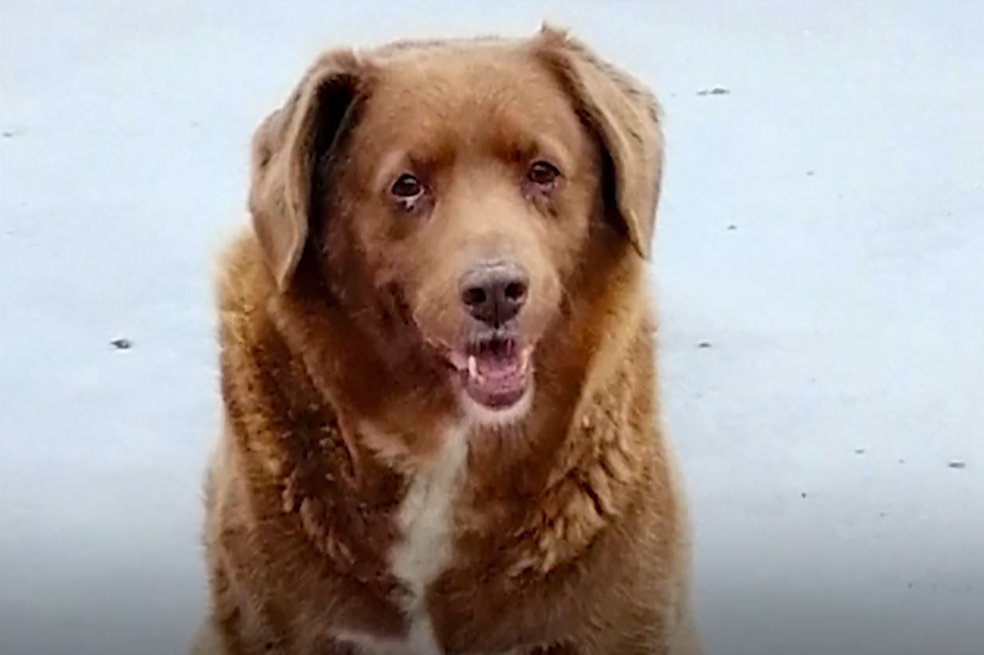 Perro rompe el Récord Guinness y se convierte en el más viejo de la historia