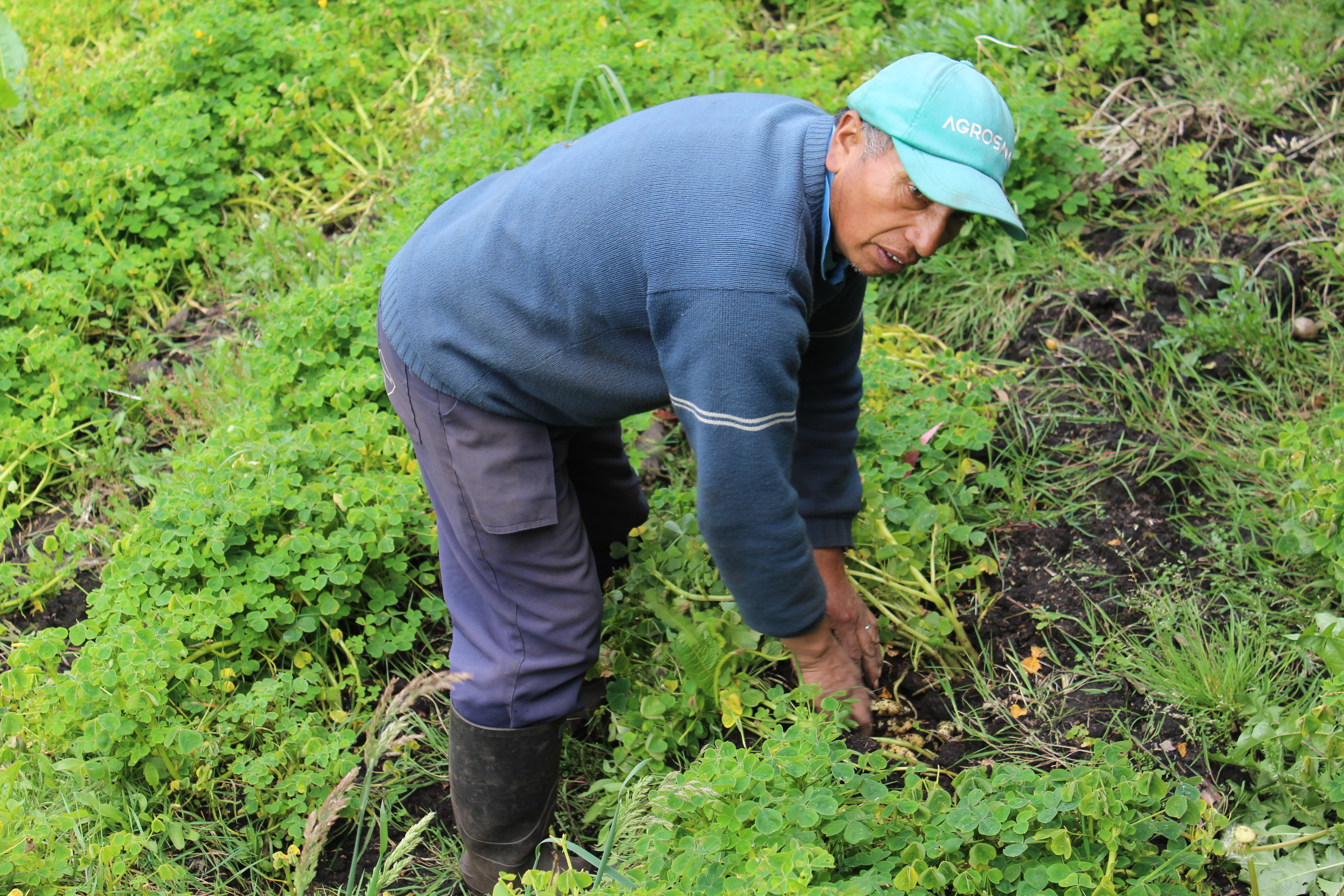 Alfonso Chinguad en su cultivo de papas.