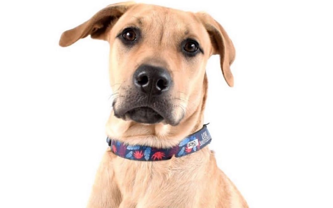 Adopciones en Bogotá: estos animales buscan hogar responsable