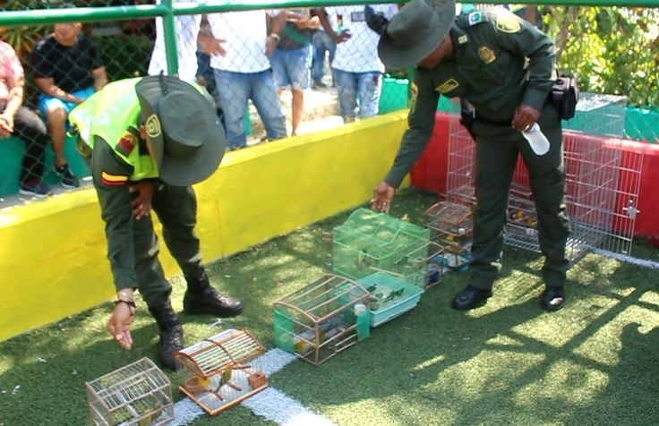 Habitantes en Cartagena entregaron voluntariamente 200 aves a las autoridades